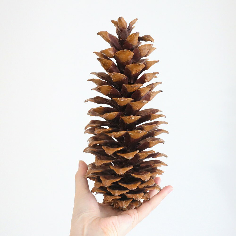 【ドライ】大地農園/シュガーパインコーン 1個 N/24020-000【01】 ドライフラワー ドライ実物＆フルーツ 松かさ、から松のサムネイル