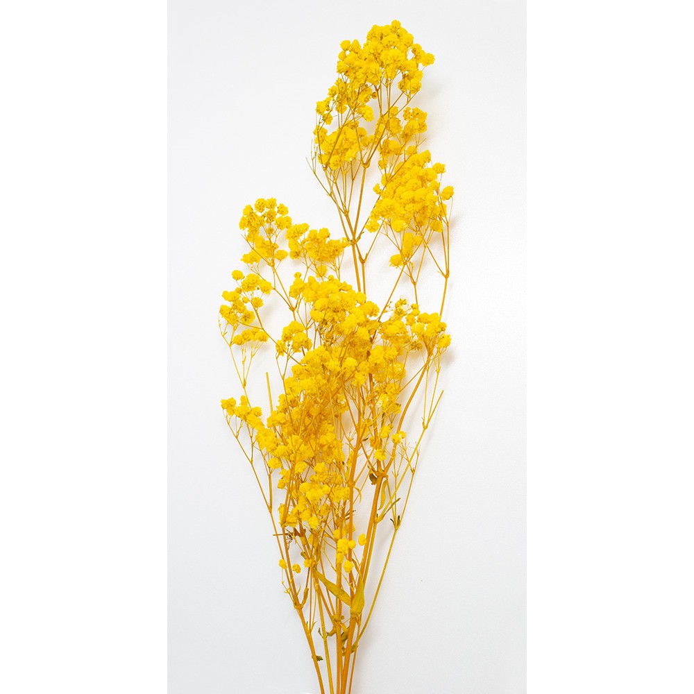 【プリザーブド】GARDEN PALETTE MONO/カスミ草 約20g イエロー/GPGE-10【01】 プリザーブドフラワー ..