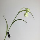 【造花】アスカ/フリチラリア×2 クリームグリーン/A-32786-053A【01】 造花(アーティフィシャルフラワー) 造花 花材「た行」 その他「た行」造花花材