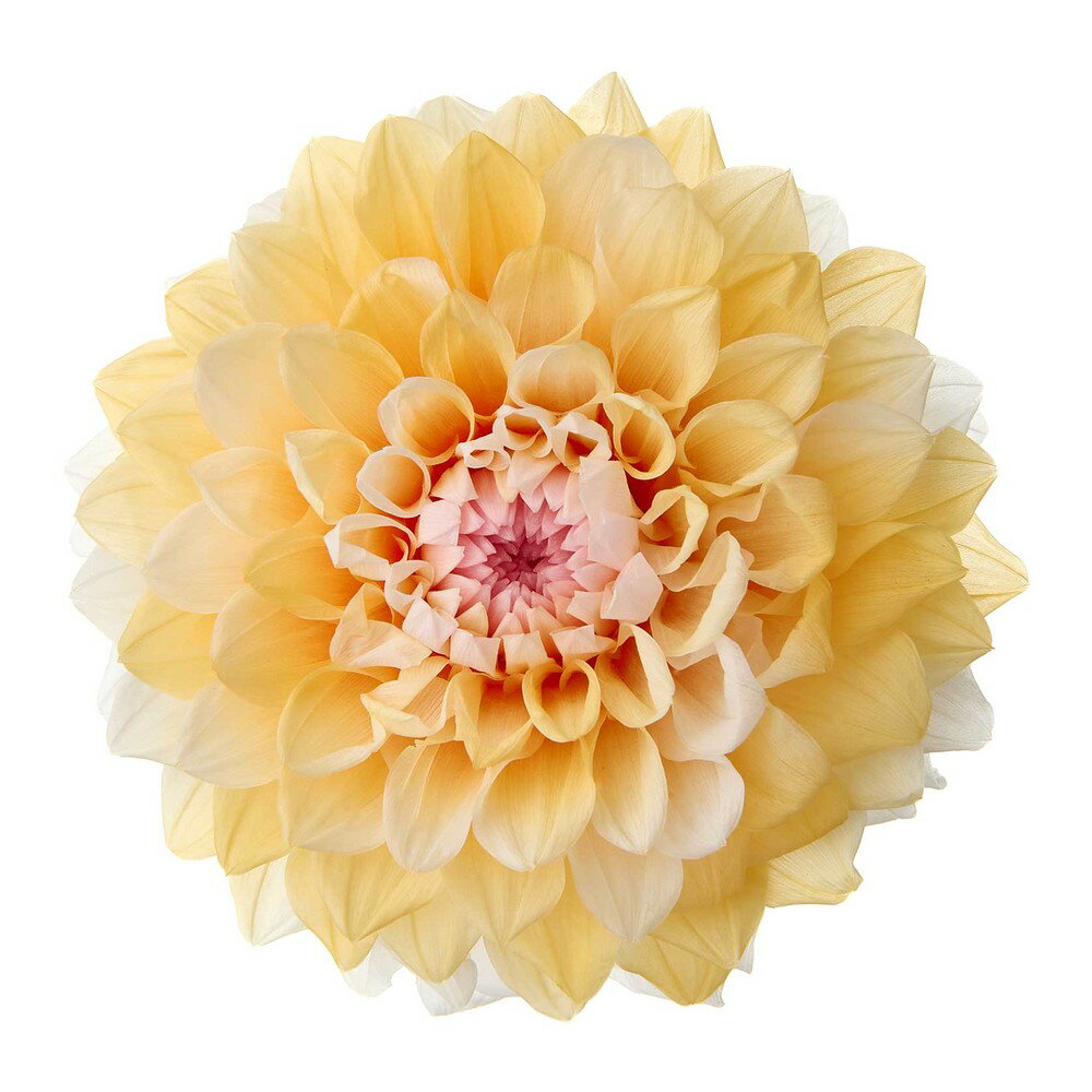 【プリザーブド】大地農園/ダリア・グレイス（グラデーション） 2輪 アプリコット/04685-391【01】 プ..