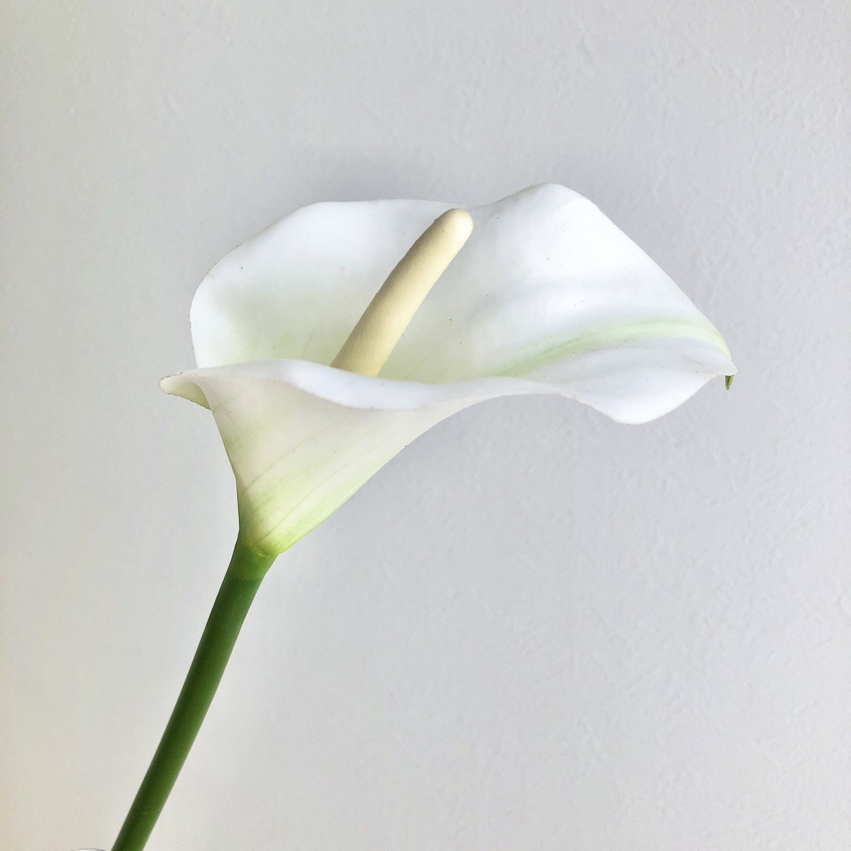 【造花】アスカ/カラーリリィ ホワイト/A-34082-001【01】 造花（アーティフィシャルフラワー） 造花 花材「か行」 カラー