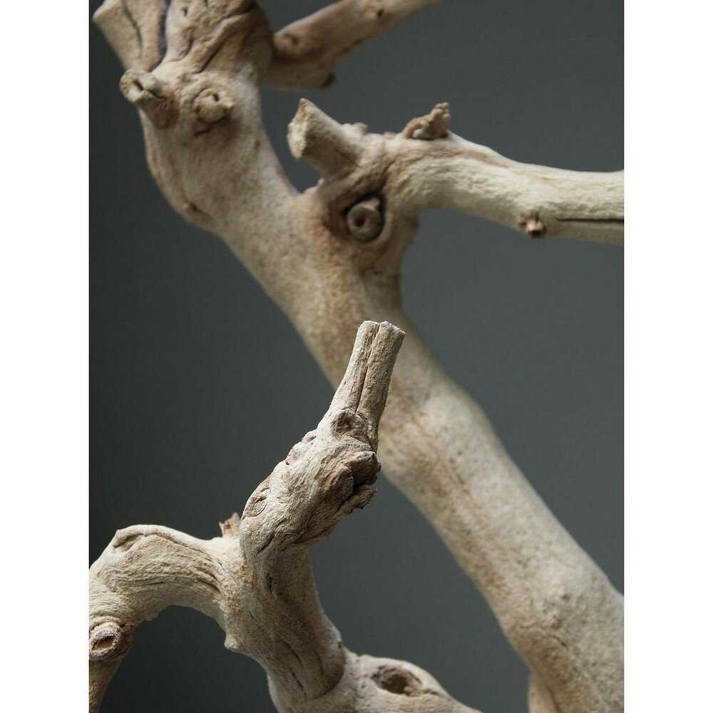ڥɥ饤/졼ץå 45cm SB 1 N/52441-00001 ɥ饤ե ɥ饤ʪ ¾