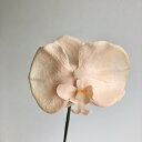 【造花】アスカ/コチョウランピック(L) ピーチ/A-34238-4【01】 造花(アーティフィシャルフラワー) 造花 花材「か行」 コチョウラン(胡蝶蘭)