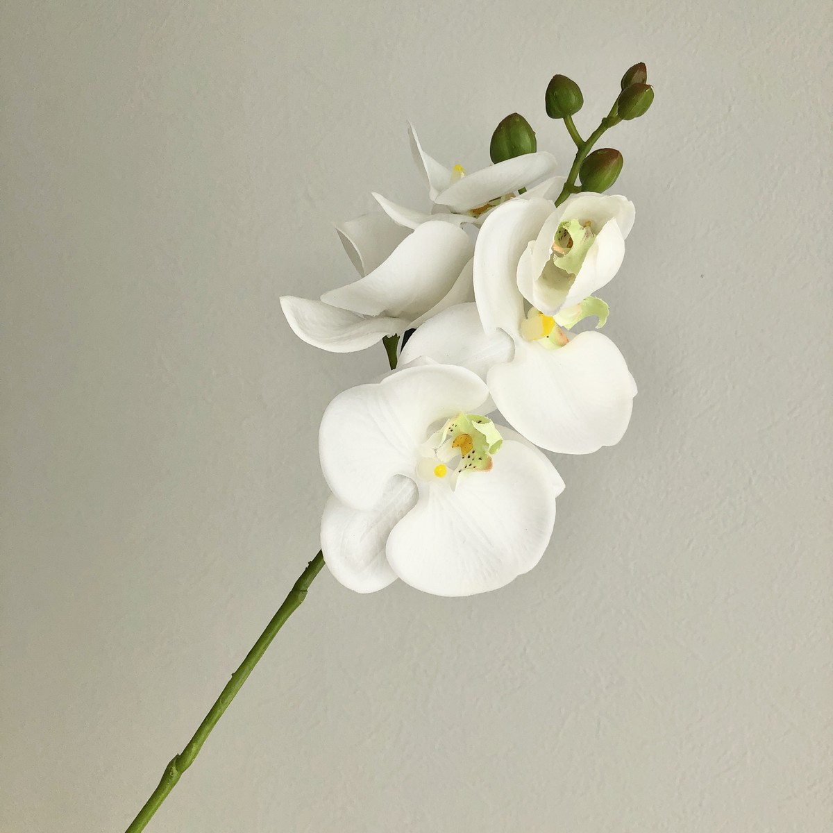 【造花】アスカ/コチョウラン×5 つぼみ×5 ホワイト/A-34541-1【01】 造花(アーティフィシャルフラワー) 造花 花材「か行」 コチョウラン(胡蝶蘭...