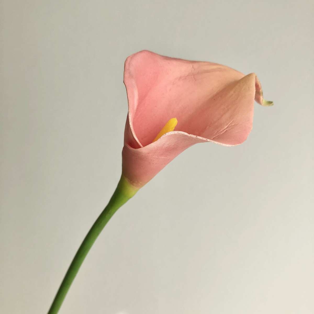 【造花】アスカ/カラーリリィ コーラル/A-34712-13A【01】 造花（アーティフィシャルフラワー） 造花 花材「か行」 カラー