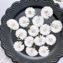 【ドライ】m flowers/押し花 孔雀アスター 八重 ホワイト【10】 ドライフラワー 押し花