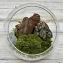 GARDEN PALETTE MONO/苔プリ ドームΦ15cmウッドナチュラル/11151KP【01】 プリザーブドフラワー プリザーブドフラワーギフト(4)