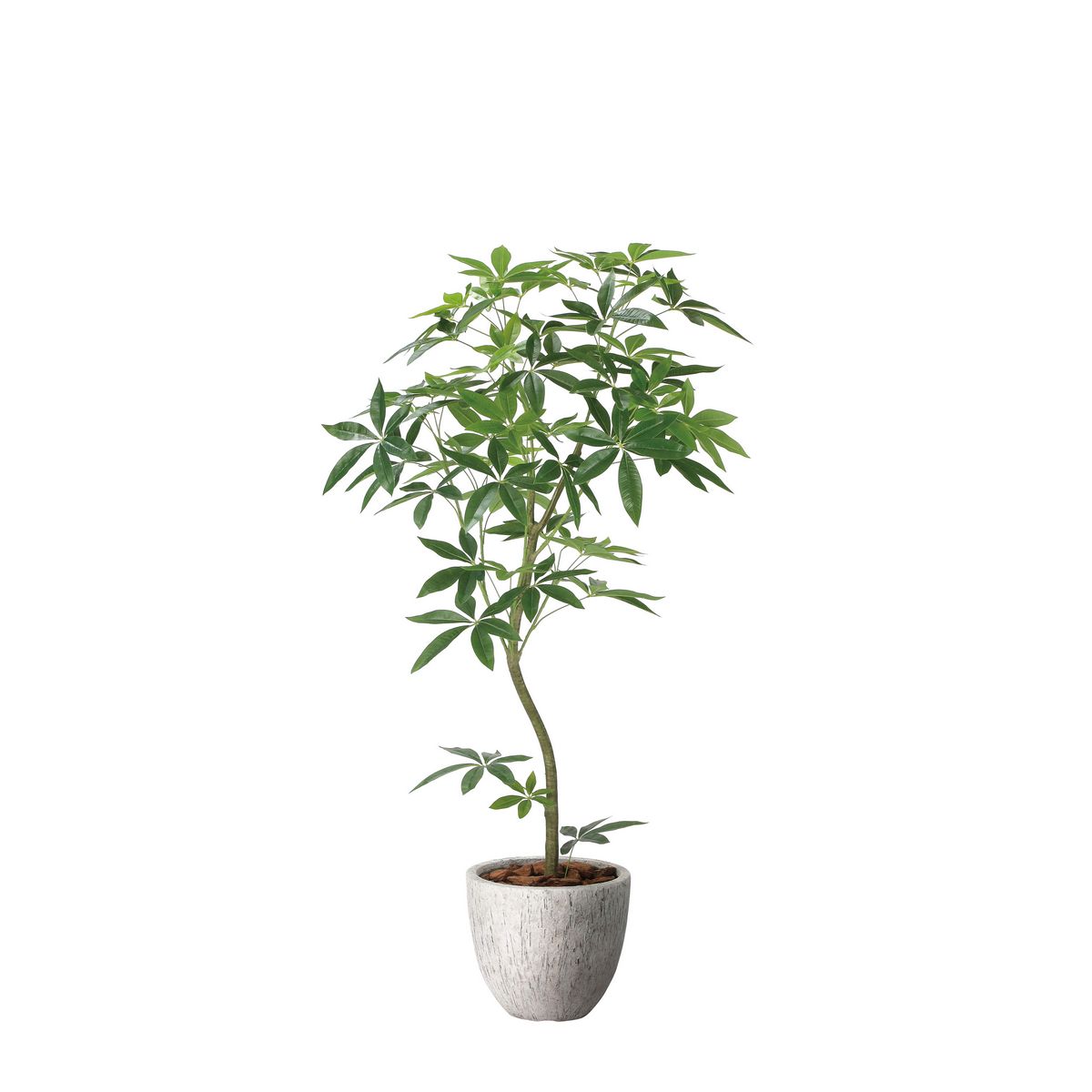 【直送】 【人工観葉植物】光の楽園/光触媒 ナチュラルパキラ1.6/2400P580 ※返品・代引・キャンセル不..