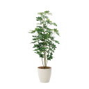 【直送】 【人工観葉植物】光の楽園/光触媒 カポック 1.8/158K365 ※返品・代引・キャンセル不可【10】 造花(アーティフィシャルフラワー) 造花葉物...