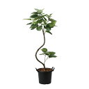 【直送】 【人工観葉植物】光の楽園/光触媒 インテリアウンベラータ1.65/2026M300 ※返品・代引・キャンセル不可【10】 造花(アーティフィシャルフラ...