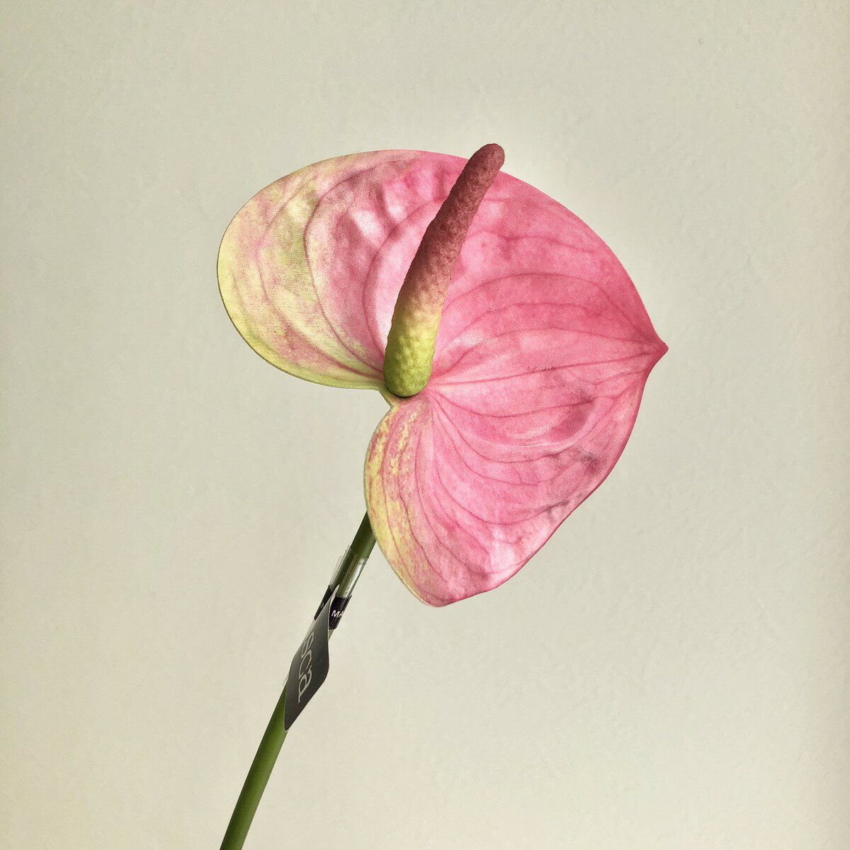 【造花】アスカ/アンスリウム #055P モーブピンク/A-33892-55P【01】 造花（アーティフィシャルフラワー） 造花 花材「あ行」 アンスリューム