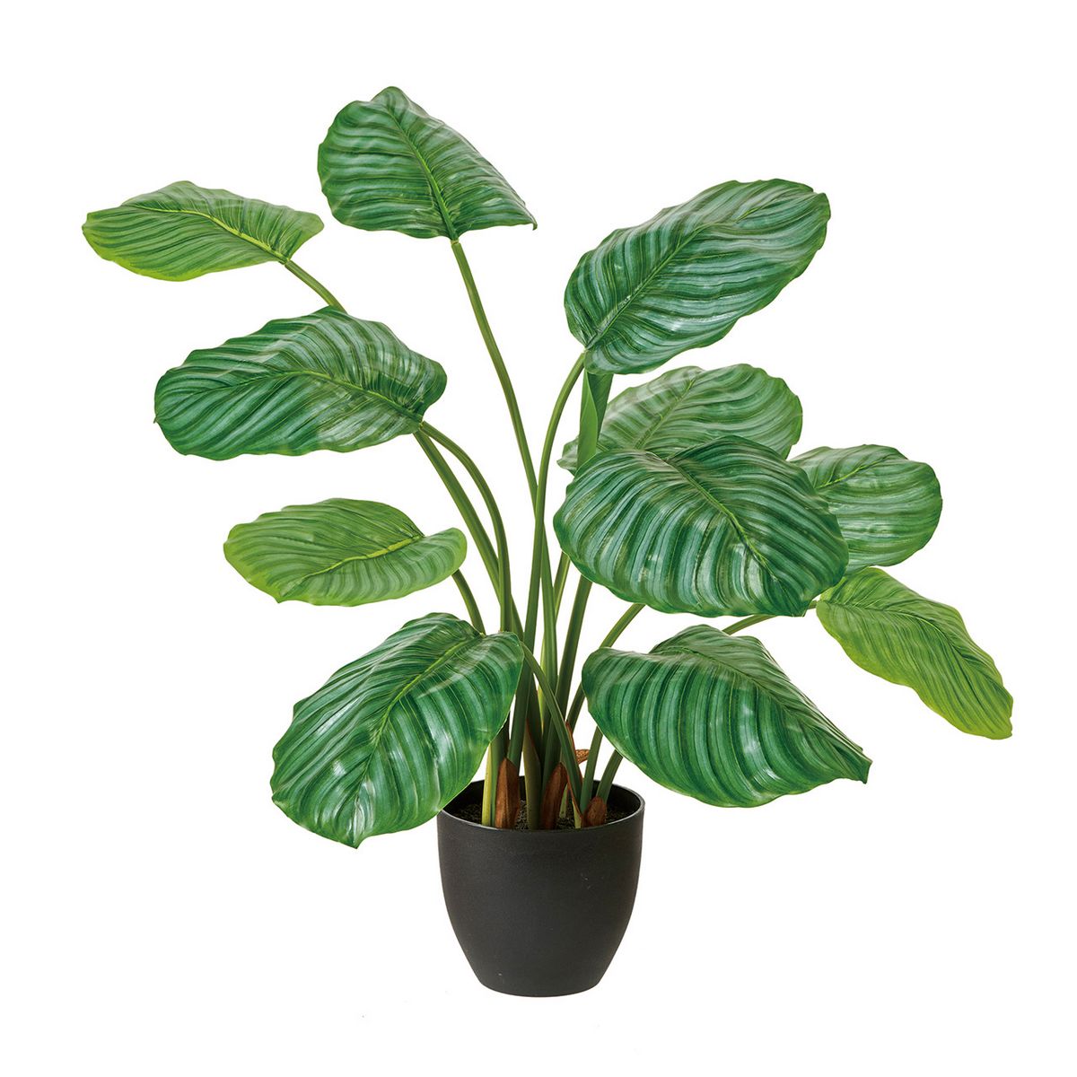 【人工観葉植物】MAGIQ東京堂/カラテアオルビフォリアポット(光触媒)/ZV000806 ※返品キャンセル不可【1..