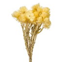 【ドライ】シルバーデージーミニ 約20g レモンクリーム/FD004441-041【01】 ドライフラワー ドライフラワー花材 シルバーデージー