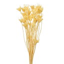 【ドライ】ニゲラオリエンタリス 約20g レモンクリーム/FD007575-041【01】 ドライフラワー ドライフラワー花材 ニゲラ