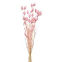 【ドライ】ポアプランツ 約19g ピンクキャンディー/FD042020-063【01】 ドライフラワー ドライフラワー花材 ポアプランツ