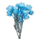 【ドライ】シルバーデージーミニ 約20g ラムネ/FD004441-035【01】 ドライフラワー ドライフラワー花材 シルバーデージー