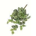 【造花】アスカ/スイカペペハンギングブッシュ ヴァリゲイトグリーン/A-44555-51V【01】 造花(アーティフィシャルフラワー) 造花葉物、フェイクグリーン その他の造花葉物・フェイクグリーン