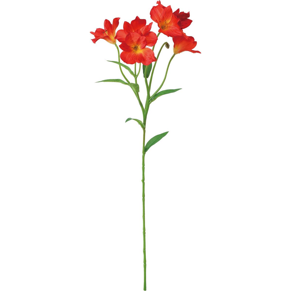 楽天市場】アルストロメリア オレンジ（花・観葉植物｜花・ガーデン