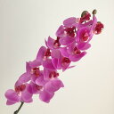 【造花】アスカ/コチョウラン×12 つぼみ×3 #045 オーキッド/A-33330-45【01】 造花(アーティフィシャルフラワー) 造花 花材「か行」 コチョウラン(胡蝶蘭)