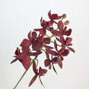 【造花】アスカ/ミニオーキッド×11 つぼみ×2 ワイン/A-31851-15A【01】 造花(アーティフィシャルフラワー) 造花 花材「ら行」 ラン(蘭)・オーキッド