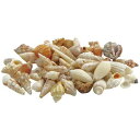 ビーチシェル 120g NO.998/165-1109-0【01】 花資材・フローリスト道具 デコレーションパーツ・素材 夏の小物・素材