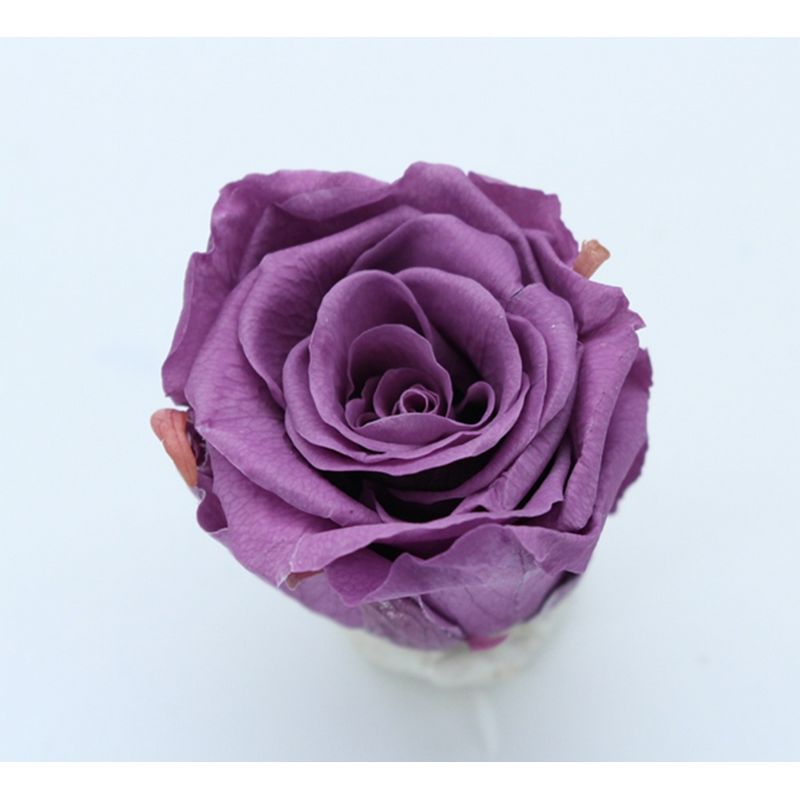 GARDEN PALETTE MONO/規格外品： ソルローズ S 10輪入 ディープライラック【01】 プリザーブドフラワー プリザーブドフラワー花材 バラ（ローズ）