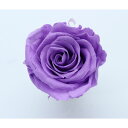 GARDEN PALETTE MONO/規格外品: ソルローズ M 10輪入 フジイロ 【01】 プリザーブドフラワー プリザーブドフラワー花材 バラ(ローズ)(4)