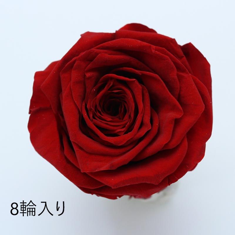 GARDEN PALETTE MONO/規格外品： ソルローズ L 8輪入 レッド【01】 プリザーブドフラワー プリザーブドフラワー花材 バラ（ローズ）
