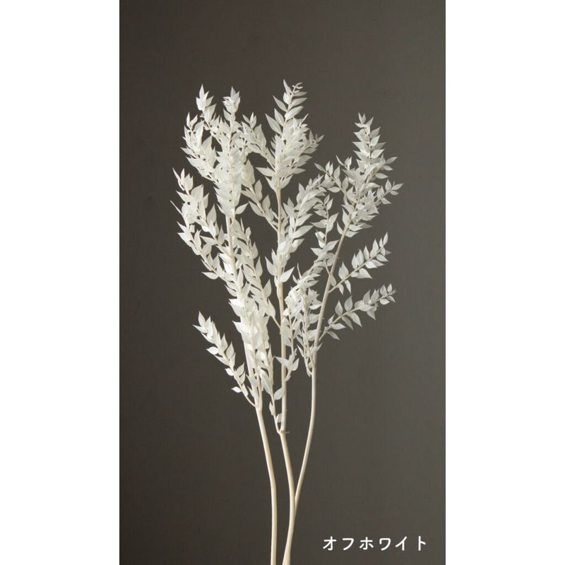 【プリザーブド】大地農園/ラスカス・プリザーブド　オフホワイト/03560-011【01】 プリザーブドフラワ..