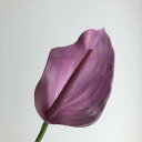 【造花】アスカ/アンスリウム パープル/A-35198-7【01】 造花(アーティフィシャルフラワー) 造花 花材「あ行」 アンスリューム