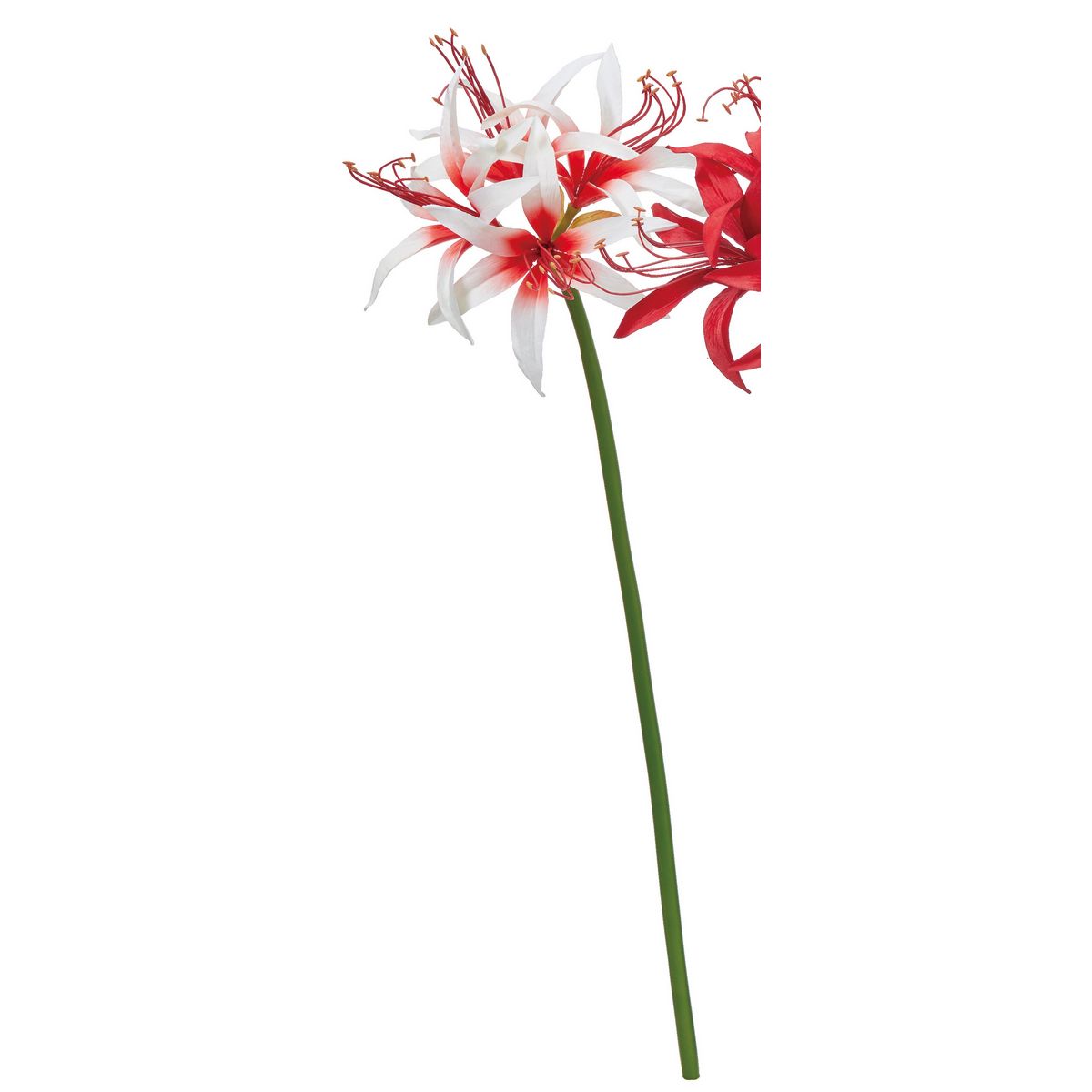 【造花】アスカ/アマリリス×4 ホワイトレッド/A-73459-1R【01】 造花（アーティフィシャルフラワー） 造花 花材「あ行」 アマリリス
