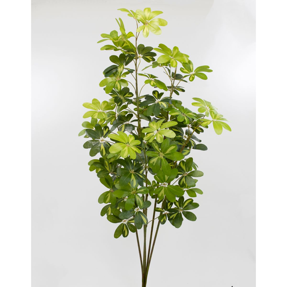 【直送】【人工観葉植物】ビダヤコム/シェフレラ(M) グリーン/イエロー/V25100-186G/Y ※返品・代引・キ..