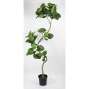 【直送】【人工観葉植物】ビダヤコム/Planecoツイストウンベラータポット組立式/VR23099-024G※返品代引キャンセル不可【01】 造花(アーティフィシャルフラワー) 造花葉物 造花・人工観葉植物 高さ200cm~