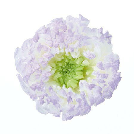 【プリザーブド】大地農園/輪菊・咲花・ほのか 6輪 パープル/04185-473【01】 プリ...