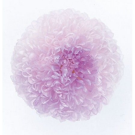 【ブランド】大地農園【サイズ】約φ3〜4cm○ほんのり色づいたやさしいカラーのポンポン菊です○花のステム（茎）部分を持ってお取り扱い下さい原産国：日本大地農園こだわりのプリザーブドです。色や手触りから最適な加工条件を導き出す、国産製。検品はひとつひとつ人の目と人の手で。心を込めて丁寧に梱包し、発送されています。・プリザーブドフラワーは染料の染みや漏れが発生する場合があります。ご使用時も色移りにご注意ください。・自然素材につき色の吸い上げや着色には個体差があり、入荷により色目やサイズが多少異なる場合があります。・商品により個体差がありますが、プリザーブド薬液独特のにおいが強く感じられる場合があります。・亀裂や欠け等に関しましては、必要に応じて修復してご利用ください。【はなどんやお取り扱い商品について】■はなどんや掲載商品には、在庫品とメーカーお取寄商品がございます。掲載納期をご参考にされて下さい。即日発送の納期が記載されている商品でも、当店在庫が欠品となった場合には、お取り寄せにてご手配を進めさせていただきます。※コンビニ支払い・銀行振込等、前払い決済でのご注文については即日発送の対象外となります。■他店舗でも販売をしているため、また、メーカーの実在庫欠品等によりご注文後にご用意ができなくなる場合がございます。その場合にはメールにてご案内をさせて頂きます。■分納は承っておりません。一番遅い納期の商品に合わせて発送となります。/【VAR：1690】4988489219006/新商品2014年1月/2015haha-40/16hina-101/psum-013/15pny-030/17love004/18hwdp3/bk-1043/opk-2019/bk-3018プリザーブドフラワー プリザーブドフラワー花材 か行 キク（菊）、マム花材 ハンドメイド材料 クラフト素材 お供え お正月 ブライダル/お正月;お供え;【大地農園】