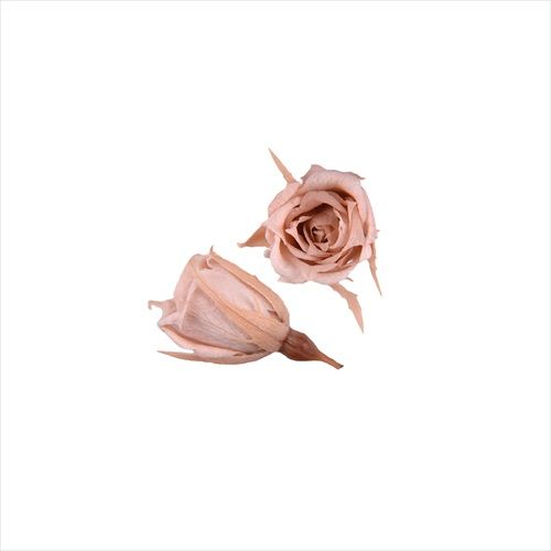 【サイズ】1袋(5輪)、花径約1.4〜2cm、花丈約1.4〜2cm【ブランド】フロールエバー［その他サイズ］［重量］［入数］［材質］［規格］［特徴］とても小さくて可愛らしいマイクロローズが5輪の小分けタイプで新登場。少しだけ必要な時にピッタリの便利なタイプです。［使用方法］［注意事項］・プリザーブドフラワーは染料の染みや漏れが発生する場合があります。ご使用時も色移りにご注意ください。・自然素材につき色の吸い上げや着色には個体差があり、入荷により色目やサイズが多少異なる場合があります。・商品により個体差がありますが、プリザーブド薬液独特のにおいが強く感じられる場合があります。・亀裂や欠け等に関しましては、必要に応じて修復してご利用ください。【はなどんやお取り扱い商品について】■はなどんや掲載商品には、在庫品とメーカーお取寄商品がございます。掲載納期をご参考にされて下さい。即日発送の納期が記載されている商品でも、当店在庫が欠品となった場合には、お取り寄せにてご手配を進めさせていただきます。※コンビニ支払い・銀行振込等、前払い決済でのご注文については即日発送の対象外となります。■他店舗でも販売をしているため、また、メーカーの実在庫欠品等によりご注文後にご用意ができなくなる場合がございます。その場合にはメールにてご案内をさせて頂きます。■分納は承っておりません。一番遅い納期の商品に合わせて発送となります。/【VAR：18302】date20260801プリザーブドフラワー プリザーブドフラワー花材 は行 バラ（ローズ）薔薇 花材 ハンドメイド材料 クラフト素材 夏 秋 クリスマス ハロウィン ブライダル 成人式 母の日 父の日 雛祭り バラの日/【フロールエバー】