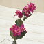 即日★【造花】YDM/ブーゲンビリア/FS8192-LAV【00】《 造花(アーティフィシャルフラワー) 造花 花材「は行」 ブーゲンビリア 》