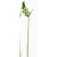 【造花】アスカ/A-39590 オーニソガラム #051A グリ−ン/A-39590-051A【01】【取寄】《 造花(アーティフィシャルフラワー) 造花 花材「あ行」 オーニソガラム 》