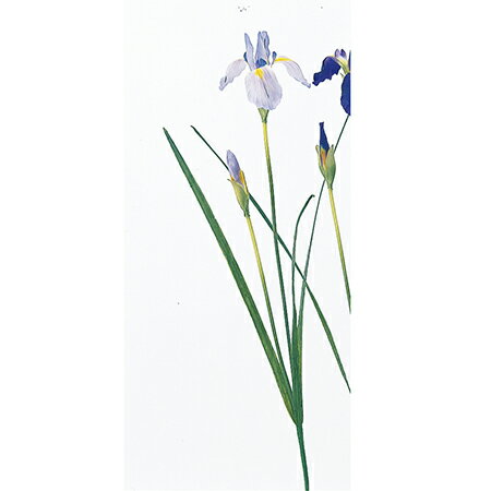 【造花】アスカ/アイリス×2 ライトパープル/A-36023-7B【01】 造花(アーティフィシャルフラワー) 造花 花材「あ行」 アヤメ・アイリス