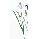 【造花】アスカ/アイリス×2 ライトパープル/A-36023-7B【01】 造花(アーティフィシャルフラワー) 造花 花材「あ行」 アヤメ・アイリス