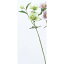 即日 【造花】アスカ/クリスマスローズ×2 つぼみ×1 クリームグリーン/A-31116-53A《 造花(アーティフィシャルフラワー) 造花 花材「か行」 クリスマスローズ 》