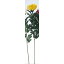 【造花】アスカ/マム(L) イエロー/A-36096-10【01】【01】【取寄】《 造花(アーティフィシャルフラワー) 造花 花材「か行」 キク(菊)・ピンポンマム 》