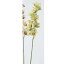 即日 【造花】アスカ/シンビジューム×10 クリームグリーン/A-31468-53A《 造花(アーティフィシャルフラワー) 造花 花材「さ行」 シンビジューム 》