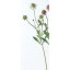 即日 【造花】アスカ/スカビオサ×3 ホワイト/A-31061-1《 造花(アーティフィシャルフラワー) 造花 花材「さ行」 スカビオサ 》