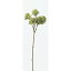 即日 【造花】アスカ/ホップピック×5 セージグリーン/A-32233-53S《 造花(アーティフィシャルフラワー) 造花 花材「は行」 ホップ 》