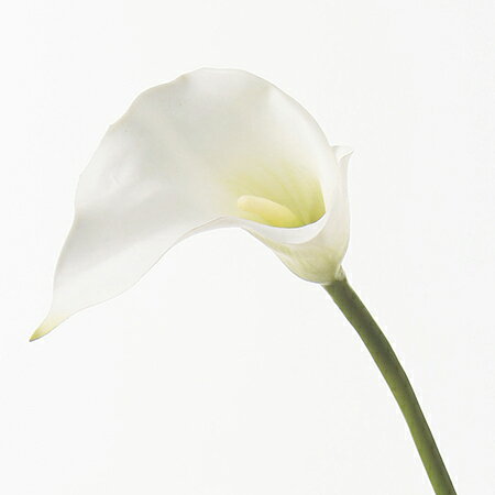 【造花】アスカ/カラーリリィ　ホワイト/A-32223-1【01】【取寄】 造花（アーティフィシャルフラワー） 造花 花材「か行」 カラー 2
