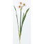 ・【造花】アスカ/A−73173 水仙X3 NO.001 Oホワイトオレンジ/72-73173-1【01】【取寄】《 造花(アーティフィシャルフラワー) 造花 花材「さ行」 スイセン(水仙) 》