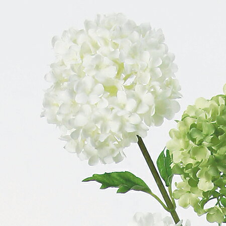 スノーボールの花が咲かない 一体なぜ 開花時期や正しい剪定方法を解説 暮らし の