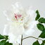 即日★【造花】FIAN/シングルボタン/FM0003-WHT【00】|芍薬・牡丹《 造花(アーティフィシャルフラワー) 造花 花材「さ行」 シャクヤク(芍薬)・ボタン(牡丹)・ピオニー 》