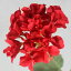 【造花】FIAN/ベゴニア/FM0027-RED【01】【取寄】《 造花(アーティフィシャルフラワー) 造花 花材「は行」 その他「は行」造花花材 》